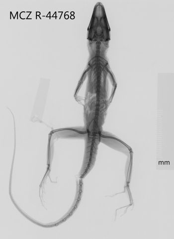 Media type: image;   Herpetology R-44768 Aspect: dorsoventral x-ray